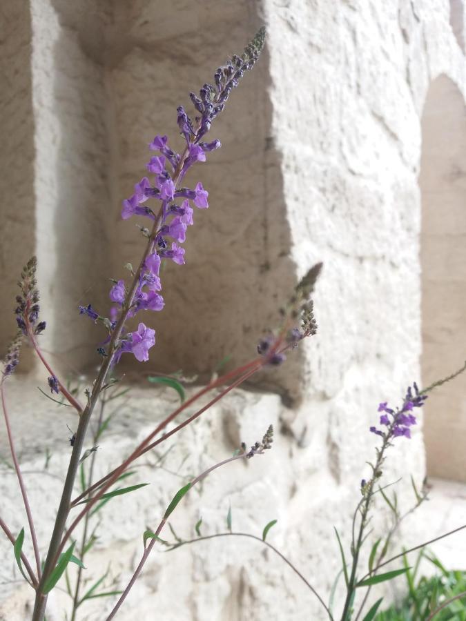Trulli Di Puglia - Casa Vacanze In Valle D'Itria マルティナ・フランカ エクステリア 写真